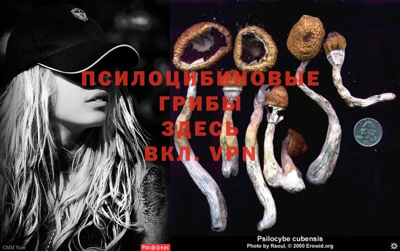 Галлюциногенные грибы Psilocybine cubensis  где найти наркотики  omg ССЫЛКА  Агрыз 